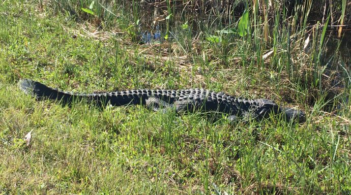 Alligator in Everglades National Park