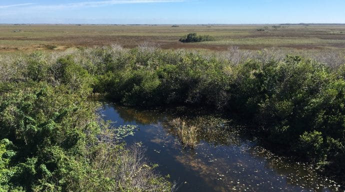 The Everglades' Sea of Grass