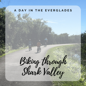 Biking Shark Valley