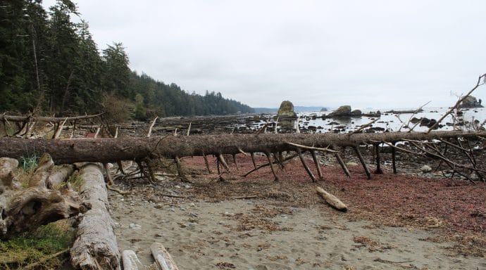 There are fallen trees across the beach in places that you'll need to climb over or under to get down the beach.