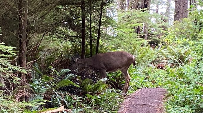Be prepared to see an occasional black tailed deer or Roosevelt elk when you're walking through the dense forest.