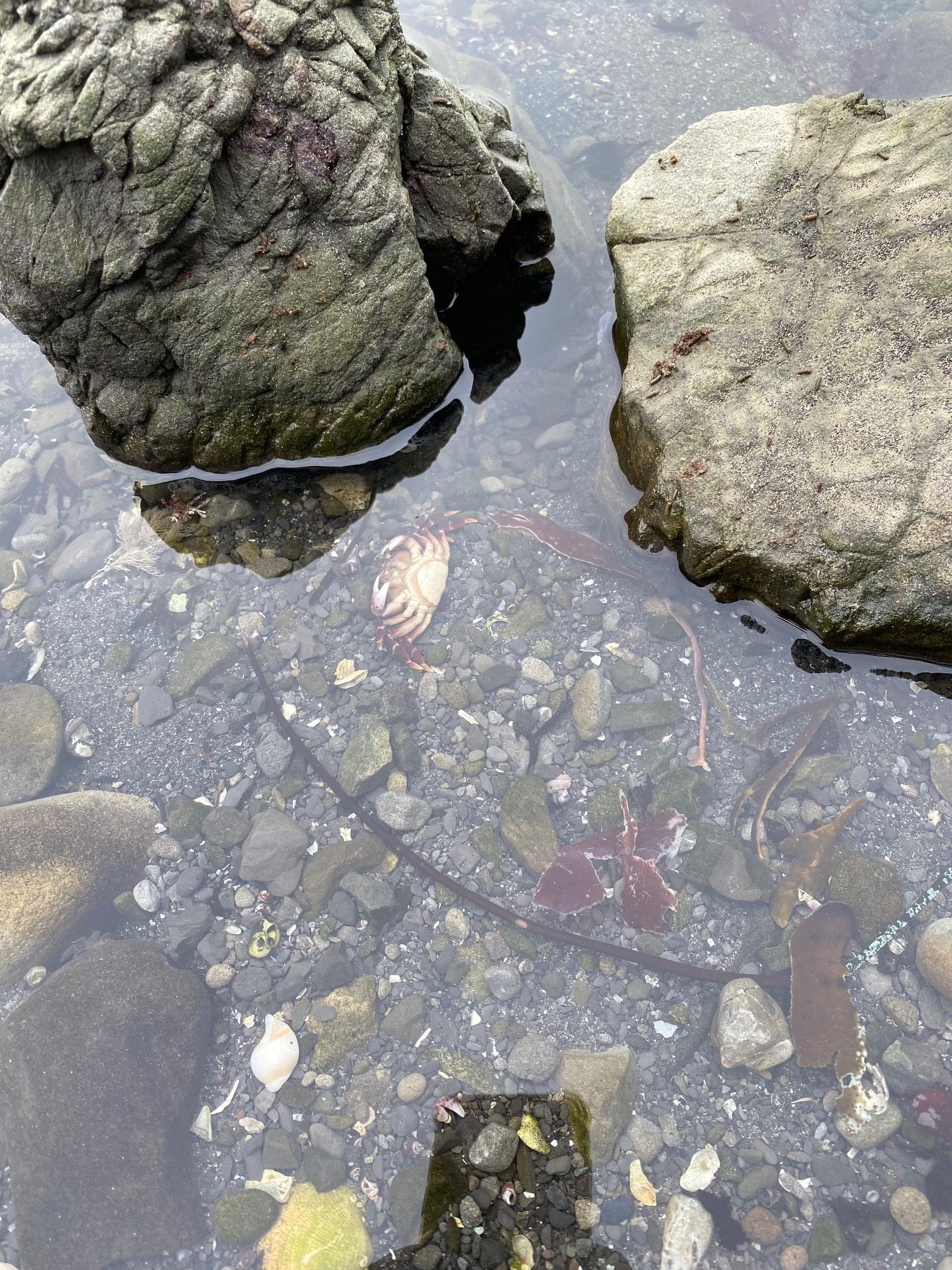 The tide pools along the ocean trail are filled with different types of sea life.