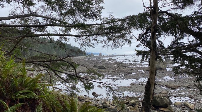 The Ozette Loop Trail takes you through the woods and out to the western shore of Washington State.