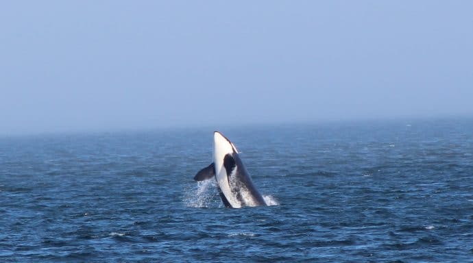 A whale breaching in the San Juan de fuca Straight.