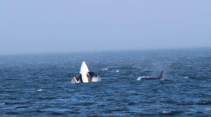 See the Orcas with a Whale Watching Tour from Port Townsend.
