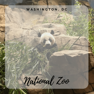 Washington DC Zoo