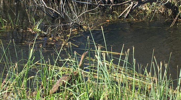 Crane in Everglades National Park