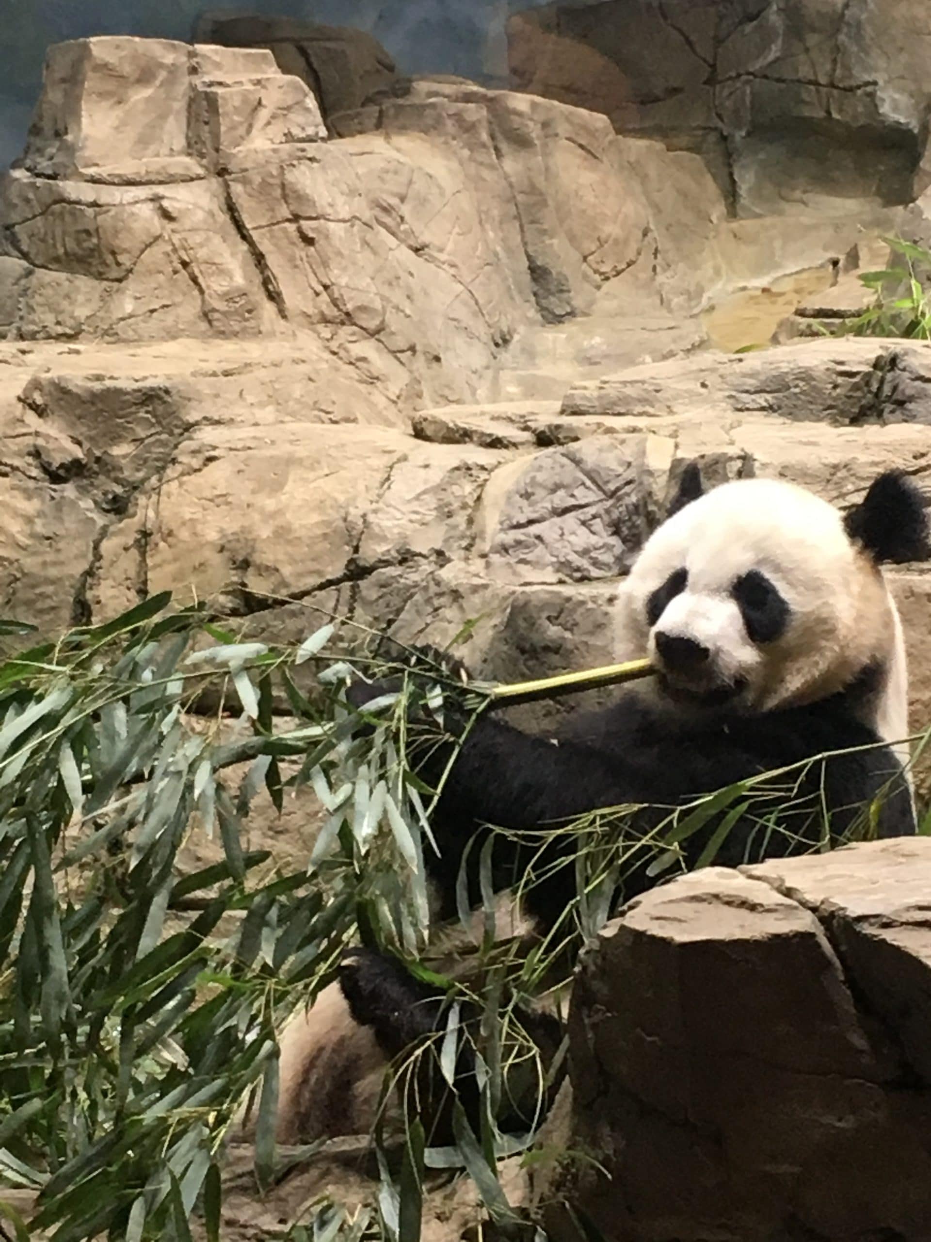 Pandas at Washington DC Zoo