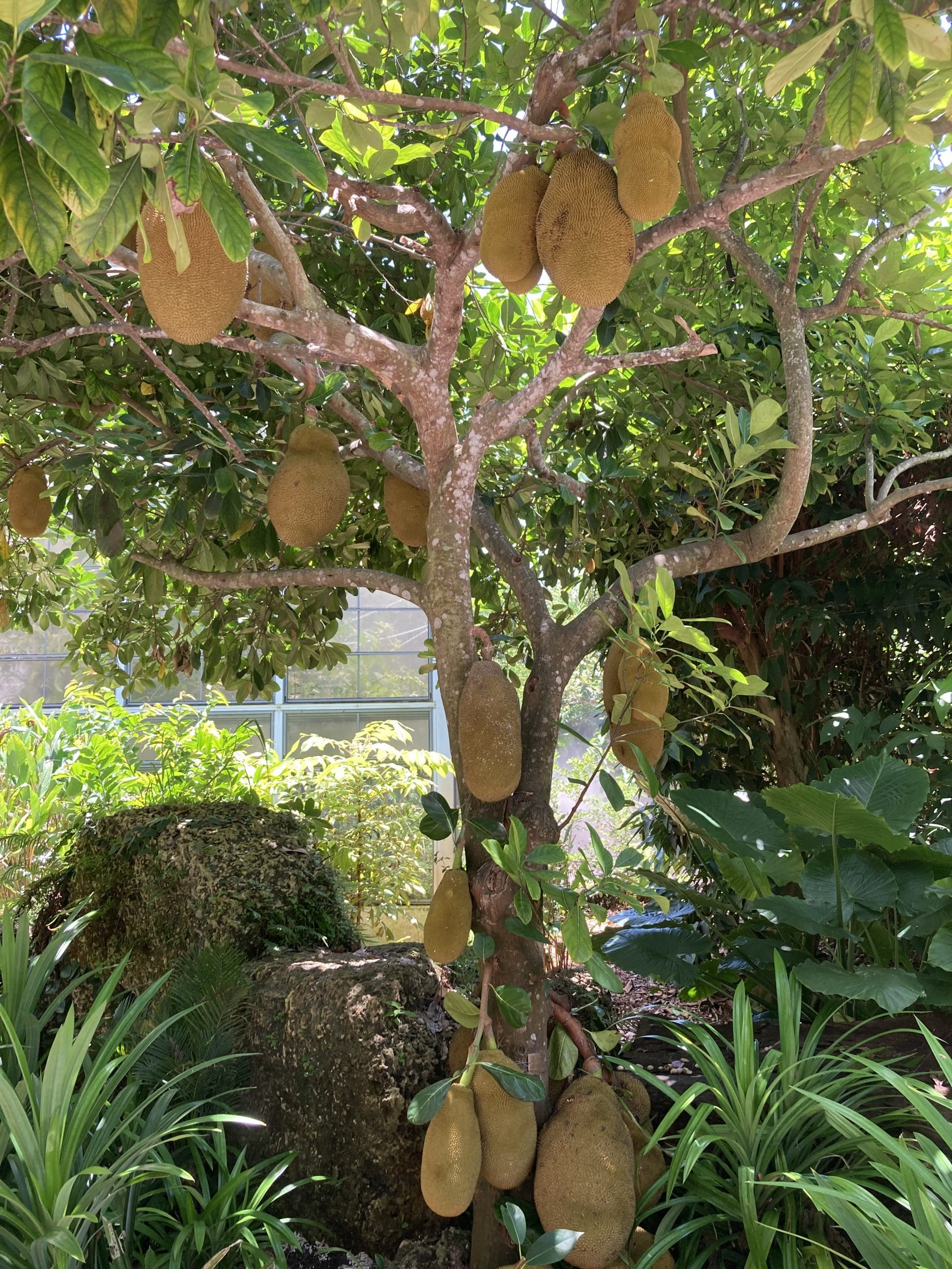 Fairchild Tropical Botanic Garden