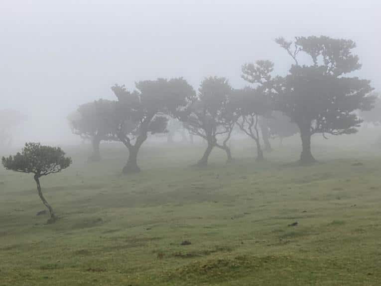 Fanal Forest in Madeira