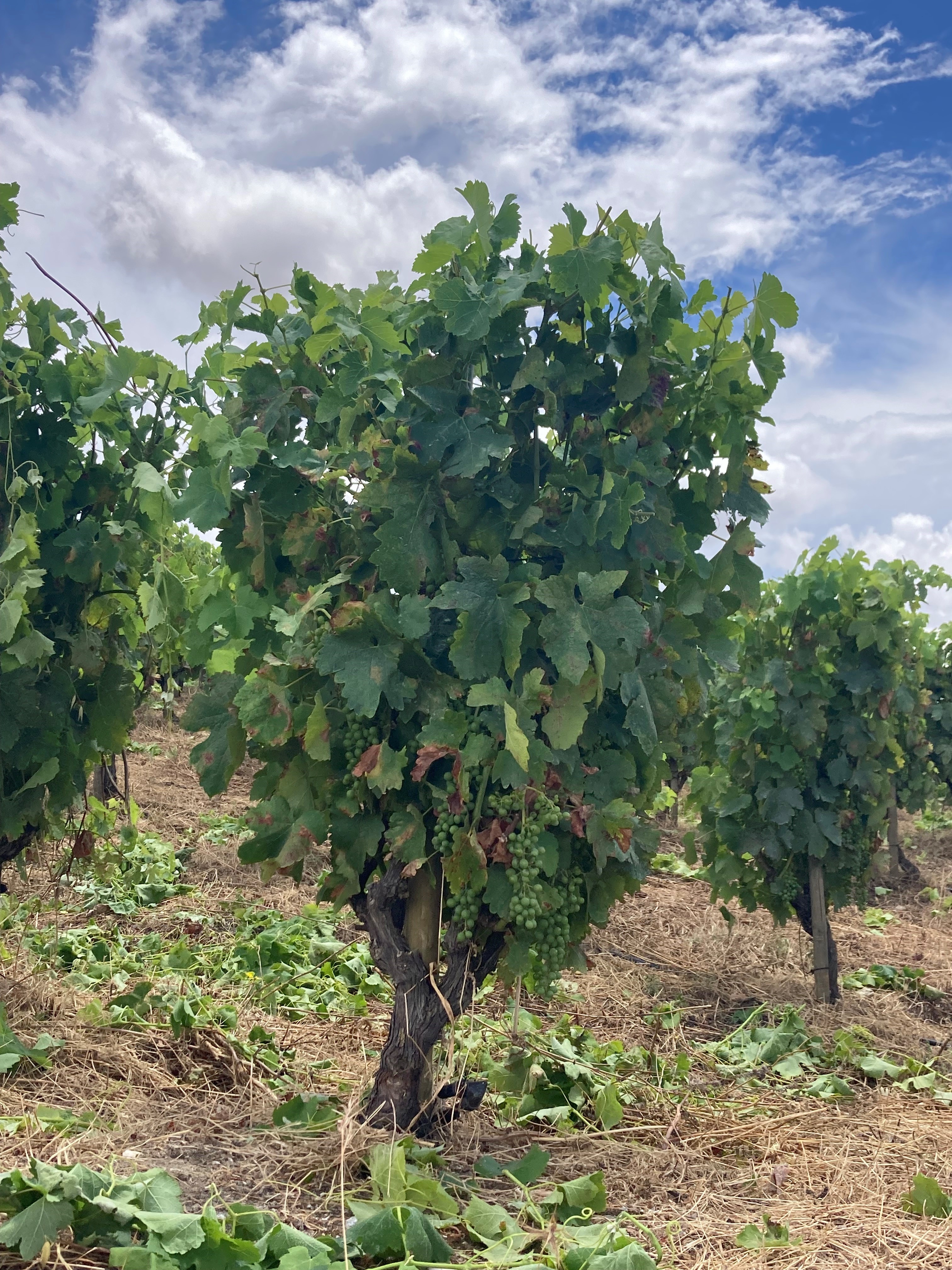 Alentejo